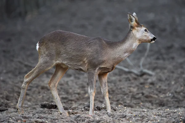 Jelonka Capreolus Capreolus Miejscu Karmienia Lesie Czujnymi Oczami — Zdjęcie stockowe