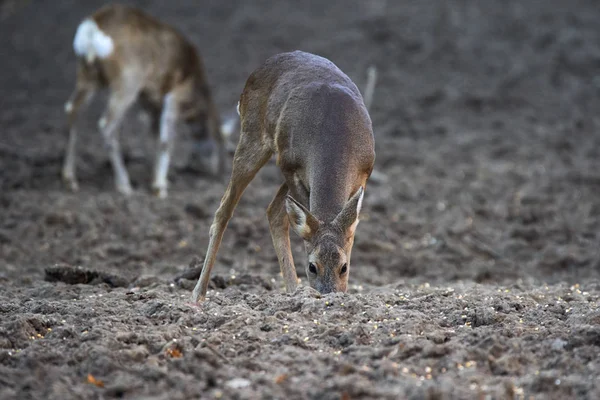 Group Roe Deer Roebuck Feeding Spot Forest — 스톡 사진