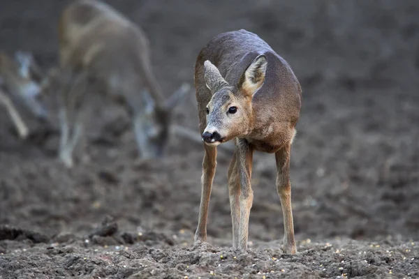 Gruppo Caprioli Caprioli Nel Punto Alimentazione Nella Foresta — Foto Stock