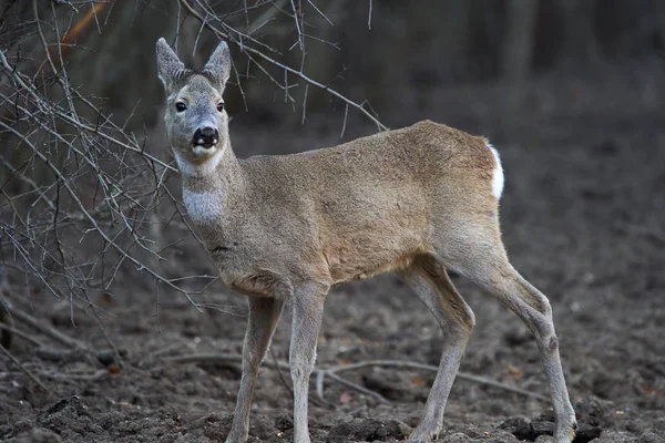 カプレオラス カプレオラスは森の餌場で目を光らせています — ストック写真