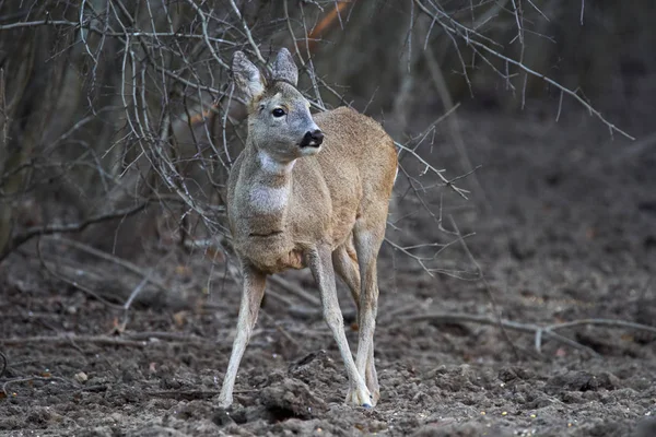 Νεαρός Ζαρκάδι Capreolus Capreolus Σημείο Σίτισης Στο Δάσος Κρατώντας Άγρυπνα — Φωτογραφία Αρχείου