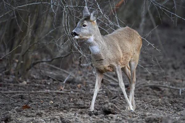 Jelonka Capreolus Capreolus Miejscu Karmienia Lesie Czujnymi Oczami — Zdjęcie stockowe