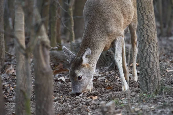 Junges Reh Capreolus Capreolus Futterplatz Wald Wachsam — Stockfoto