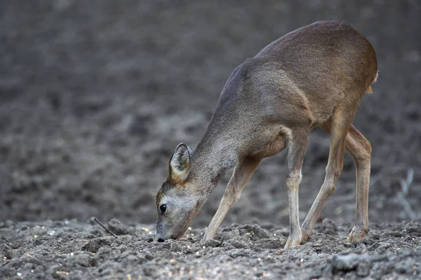 Yavru Geyik Capreolus Capreolus Ormandaki Beslenme Noktasında Tetikte Bekliyor — Stok fotoğraf