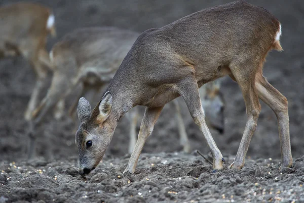 Group Roe Deer Roebuck Feeding Spot Forest — 스톡 사진