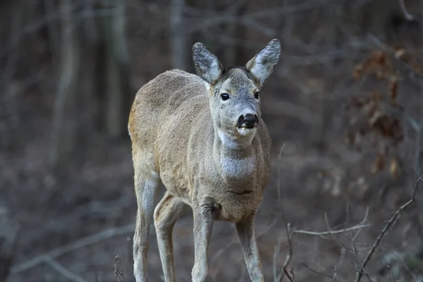 Jeunes Chevreuils Capreolus Capreolus Endroit Ils Nourrissent Dans Forêt Les — Photo