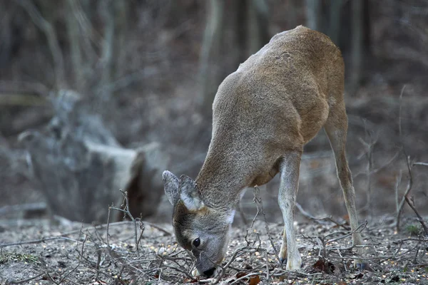 Junges Reh Capreolus Capreolus Futterplatz Wald Wachsam — Stockfoto