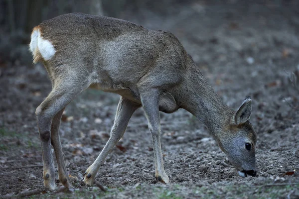 Mladý Jikry Capreolus Capreolus Místě Krmení Lese Pozorné Oči — Stock fotografie