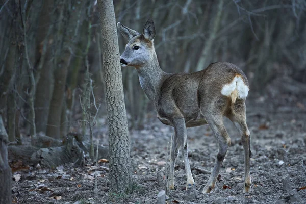 Jonge Reeën Capreolus Capreolus Voederplek Het Bos Waakzame Ogen Houdend — Stockfoto