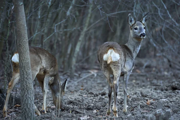 Μια Ομάδα Ζαρκάδι Και Roebuck Στο Σημείο Σίτισης Στο Δάσος — Φωτογραφία Αρχείου