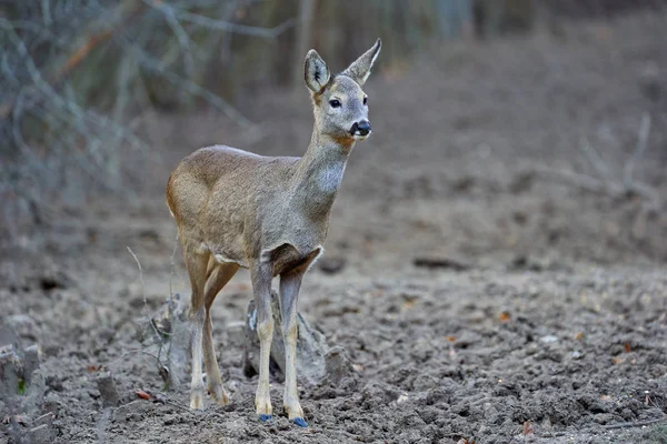 Giovane Capriolo Capreolo Capreolo Punto Alimentazione Nella Foresta Tenendo Gli — Foto Stock