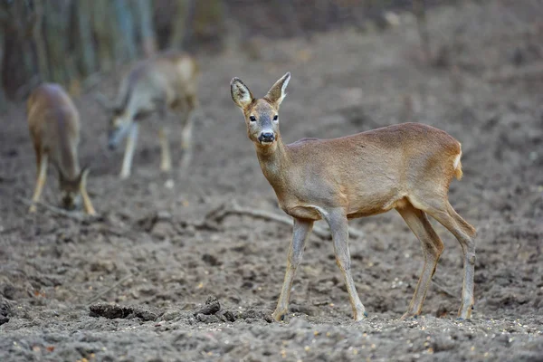 Grupo Veados Ovinos Roebuck Ponto Alimentação Floresta — Fotografia de Stock