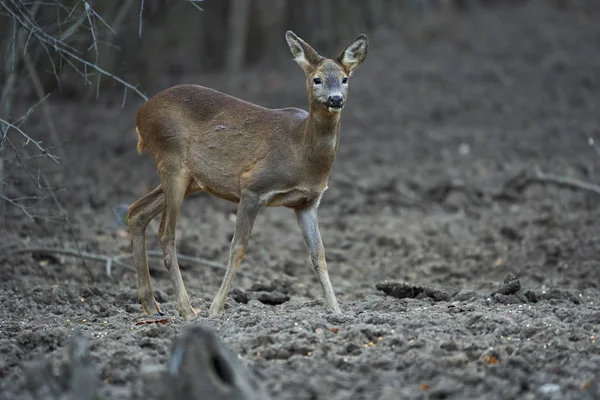 Young Roe Deer Capreolus Capreolus Feeding Spot Forest Keeping Watchful — 스톡 사진
