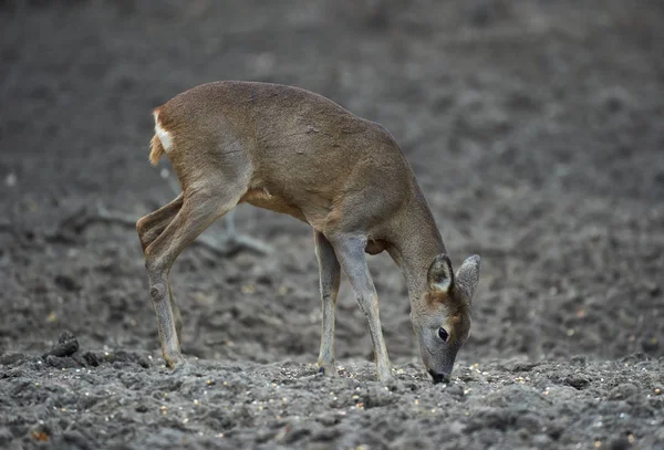 Νεαρός Ζαρκάδι Capreolus Capreolus Σημείο Σίτισης Στο Δάσος Κρατώντας Άγρυπνα — Φωτογραφία Αρχείου