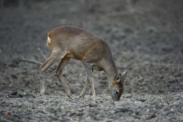 Νεαρός Ζαρκάδι Capreolus Capreolus Σημείο Σίτισης Στο Δάσος Κρατώντας Άγρυπνα — Φωτογραφία Αρχείου