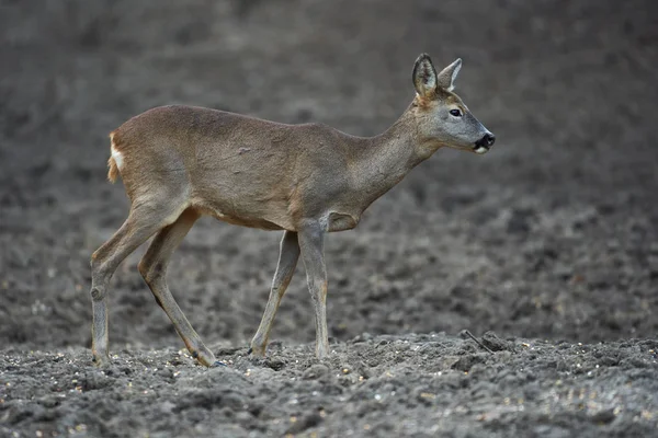 Young Roe Deer Capreolus Capreolus Feeding Spot Forest Keeping Watchful — 스톡 사진