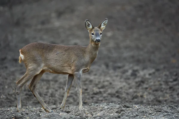 Jonge Reeën Capreolus Capreolus Voederplek Het Bos Waakzame Ogen Houdend — Stockfoto