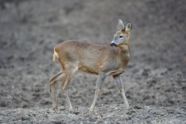 Νεαρός Ζαρκάδι Capreolus Capreolus Σημείο Σίτισης Στο Δάσος Κρατώντας Άγρυπνα — Φωτογραφία Αρχείου