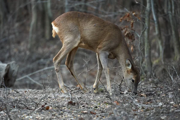 Eine Gruppe Rehe Und Rehböcke Der Futterstelle Wald — Stockfoto