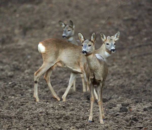 Group Roe Deer Roebuck Feeding Spot Forest — 스톡 사진