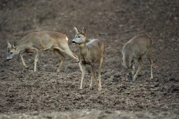 Group Roe Deer Roebuck Feeding Spot Forest — 스톡 사진