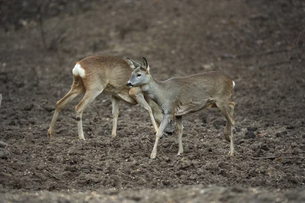 Group Roe Deer Roebuck Feeding Spot Forest — 스톡 사진