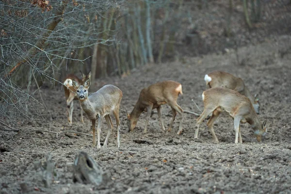 在森林里的喂食点上有一群鹿和露芭儿 — 图库照片