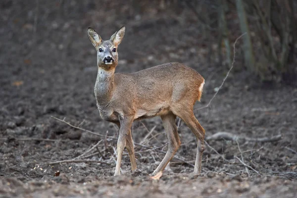 Νεαρός Ζαρκάδι Capreolus Capreolus Σημείο Σίτισης Στο Δάσος Κρατώντας Άγρυπνα Εικόνα Αρχείου