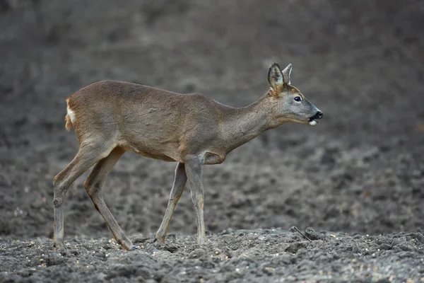 Yavru Geyik Capreolus Capreolus Ormandaki Beslenme Noktasında Tetikte Bekliyor Stok Fotoğraf