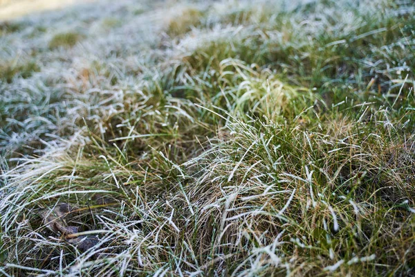 Frosty Grass Blades Middle January 스톡 사진