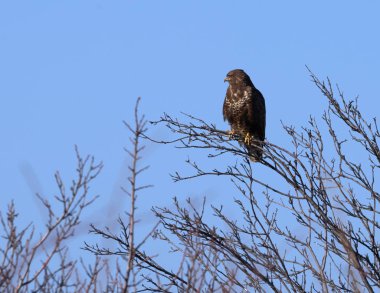 Yaygın bir akbaba, Buteo buteo, bir ağaca tünemiş.