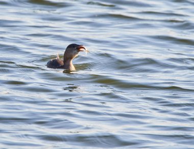 Büyük karabatak çocuk balık yiyor.