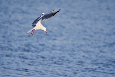 Uçan siyah martı yavrusu, su üzerinde balık tutuyor. 