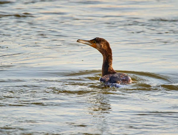 Great Cormorant Phalacrocorax Carbo Water — Stock Photo, Image