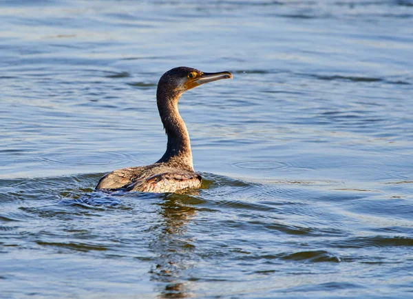 Gran Cormorán Phalacrocorax Carbo Agua —  Fotos de Stock