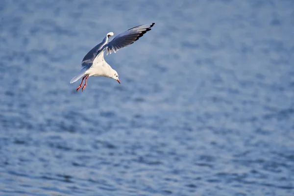 Black Seagull Juvenile Flight Fishing Water — 스톡 사진