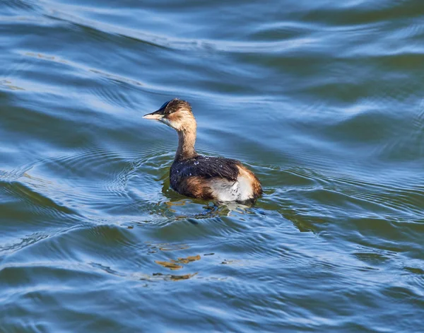 Pouco Gordura Água Tachybaptus Ruficollis — Fotografia de Stock