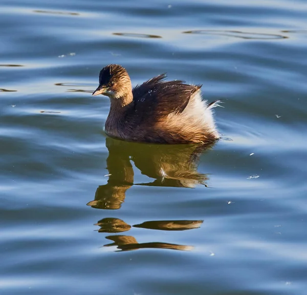 Zwergtaucher Auf Dem Wasser Tachybaptus Ruficollis — Stockfoto