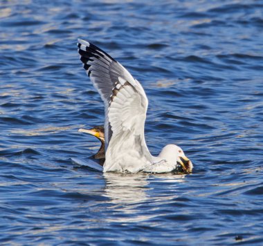 Martı balığını çalmak için bir karabatağa saldırıyor.