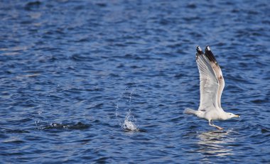 Beyaz martı gölden kalkıyor.