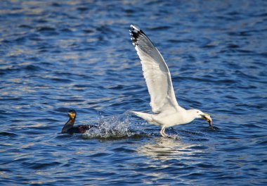 Martı balığını çalmak için bir karabatağa saldırıyor.