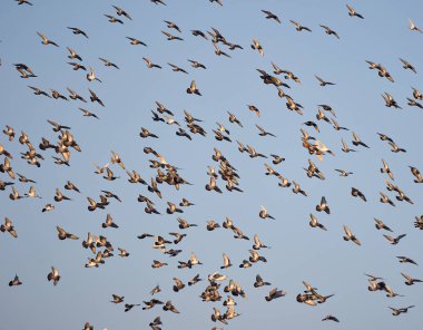 Mavi gökyüzünde uçan güvercin sürüsü