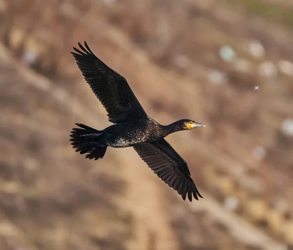 伟大的验尸官 Carbo Phalacrocorax 正在飞行 — 图库照片