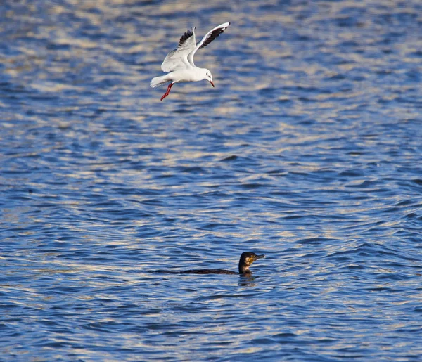 Seagull Attacking Cormorant Steal Its Fish — 图库照片