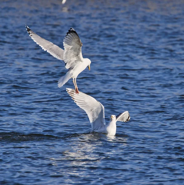 两只海鸥在水里搏斗 — 图库照片