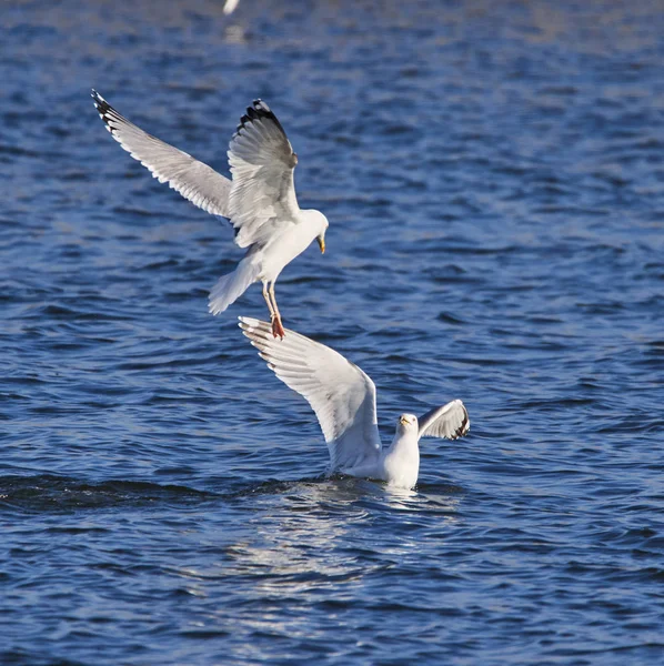 Dos Gaviotas Peleando Agua — Foto de Stock