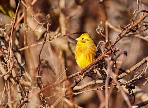 Sarı Çekiç Kuşu Emberiza Citrinella Bir Ağaca Tünemiş — Stok fotoğraf