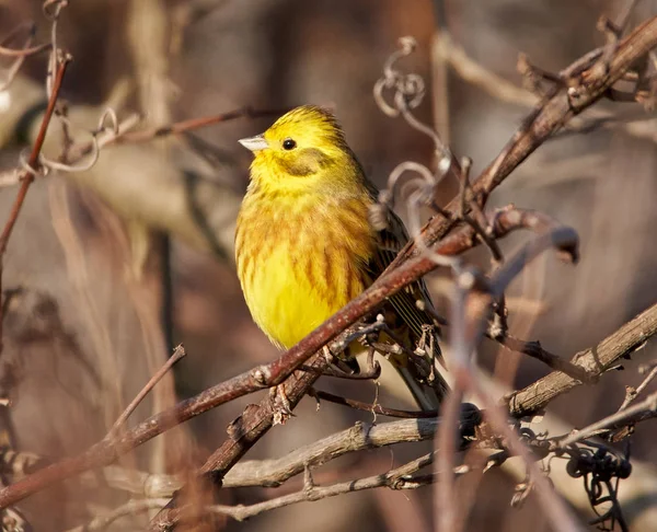 Κίτρινο Πουλί Emberiza Citrinella Σκαρφαλωμένο Ένα Δέντρο — Φωτογραφία Αρχείου