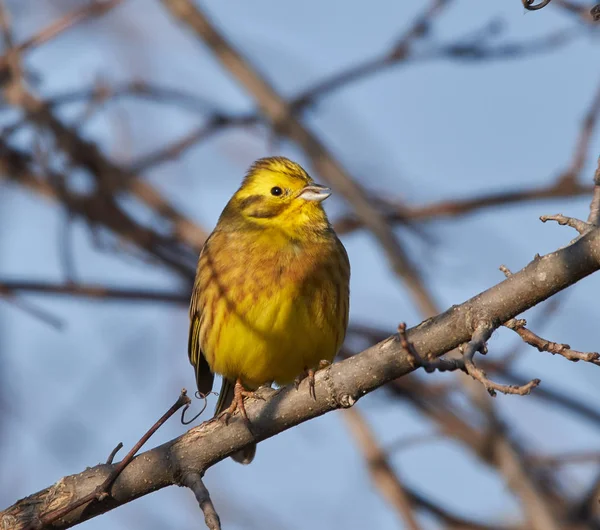 Жовтий Птах Emberiza Citrinella Схилився Дереві — стокове фото