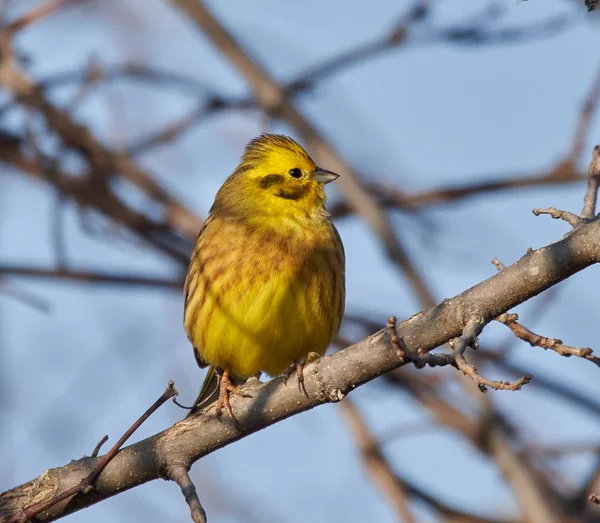 Oiseau Jaune Emberiza Citrinella Perché Sur Arbre — Photo